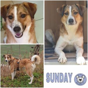 SUNDAY (♀) in 54487 Wintrich