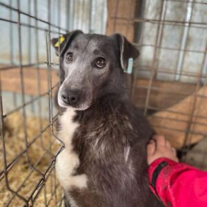 NINNI - ausgereist zu Vierbeiner in Not