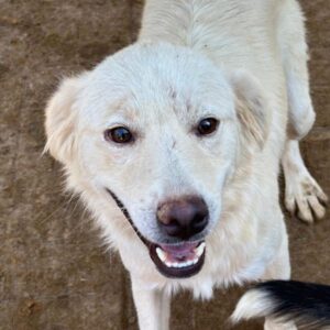 PAMUK (♂) - auf PS im PLZ Bereich 95 (NU) - vermittelt