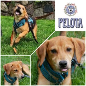 PELOTA in 21493 Möhnsen *vermittelt*