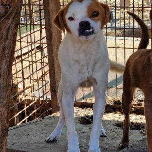 PIPPIN - auf PDR PS im PLZ Bezirk 18 - vermittelt