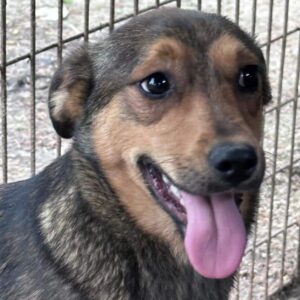 PITU (♂) - vermisst 11/24