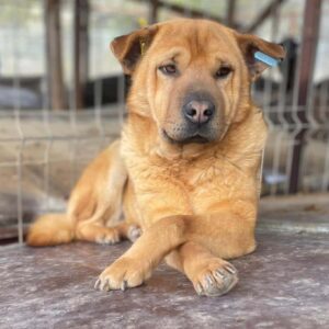 PIUS - vermisst 11/24