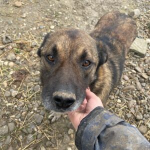 PLATON - vermisst 04/25