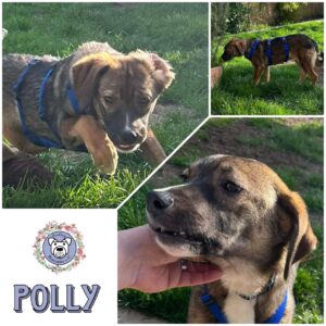 POLLY in 92318 Neumarkt *vermittelt*