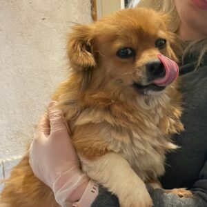 VINA - reserviert PVA - vermittelt