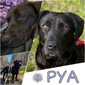 PYA in 16348 Wandlitz *vermittelt*