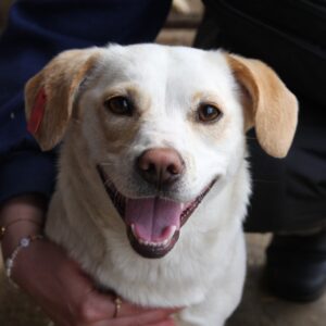 PUCKY - ausgereist zum TH Ahrweiler