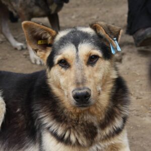 MATT (♂) – vermisst 11/24