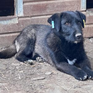 NOOK - vermittelt Betty