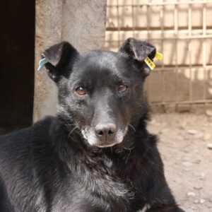 BARNABAS - ausgereist zum TST Rösrath