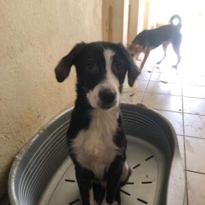 ELFINO (♂) - keine Vermittlung