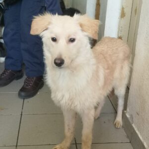 SNOWY - sollte zeitnah ausreisen - reserviert Tierhilfe Lebenswert DR - vermittelt