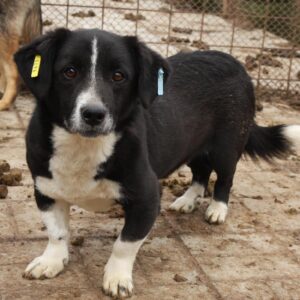 MANOLO - auf PDR PS im PLZ Bezirk 2 - vermittelt