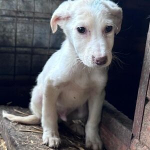 STUBS - vermittelt MD