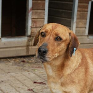 KINGSTON (♂) - vermisst 11/24