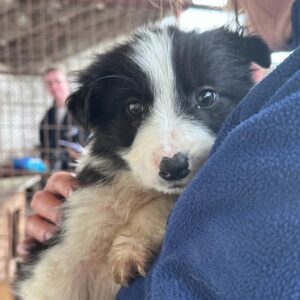 TORRES - ausgereist zur Tierhilfe Lebenswert