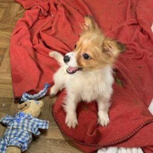 GIULIA - reserviert Tierhilfe Lebenswert - vermittelt