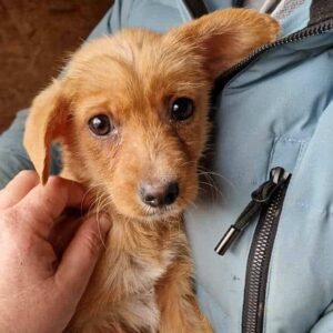 LILLY - reserviert Tierhilfe Lebenswert - vermittelt