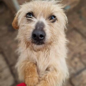 BIGGI - reserviert Tierhilfe Lebenswert DR 02.04.