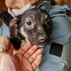 MILLY - reserviert Tierhilfe Lebenswert - vermittelt