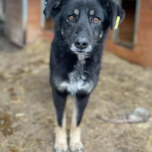 RONYA (♀) - seit 2021 im Shelter