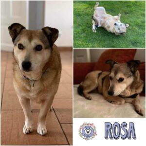 Rosa in 24960 Munkbrarup/b. Flensburg - vermittelt