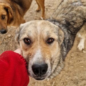 ROSINA (♀) - ausgereist zur Tierhilfe Lebenswert DR 17.01.2025