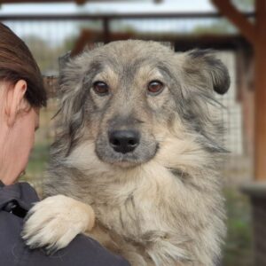 RASTI - vermittelt Betty