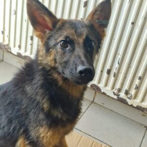 TIFFANY - zu dünn, sollte zeitnah ausreisen - reist auf PDR PS im PLZ Bezirk 32 - vermittelt