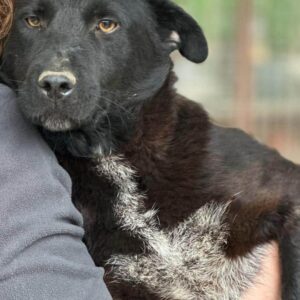 SCHNUCKEL - vermittelt TST Rösrath