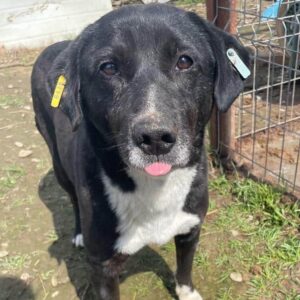 MEYLO - vermisst 04/25