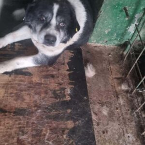 MUKKEL KARTOFFEL KARL RBB 03/23