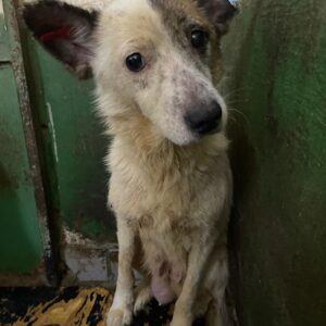 SILIKA - Notfall - extrem abgemagert! - reserviert IH DR 24.10. - vermittelt