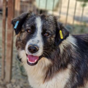 SINCHI (♀) - vermisst 11/24