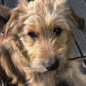 SORA ALOHA in 24229 Strande - vermittelt