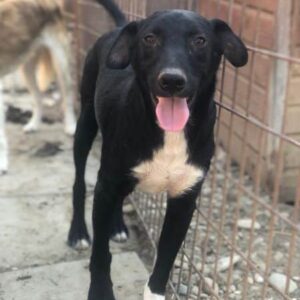 SPARROW (♂) - vermisst 11/24