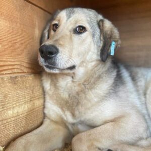 STERNCHEN (♀) - vermisst 11/24