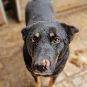 SUMA - vermisst 11/24