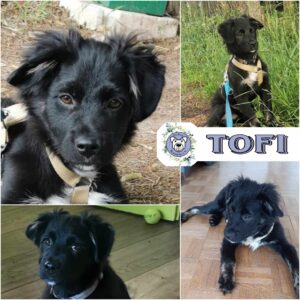 Tofi in 79736 Rickenbach - vermittelt