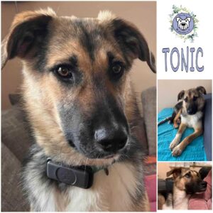 Tonic in 84326 Rimbach *vermittelt*