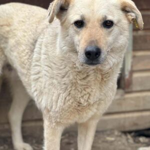 TORAY - vermisst 11/24