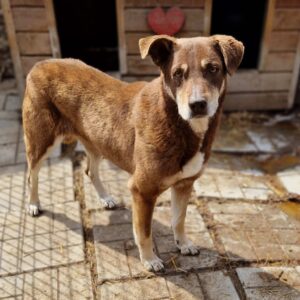 TOSCA (♀) - vermisst 11/24