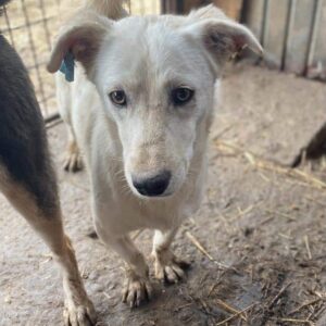 TOTTI - auf PDR PS im PLZ Bezirk 40 - *vermittelt*