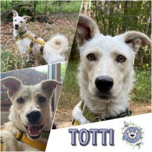 TOTTI in 63069 Offenbach *vermittelt*