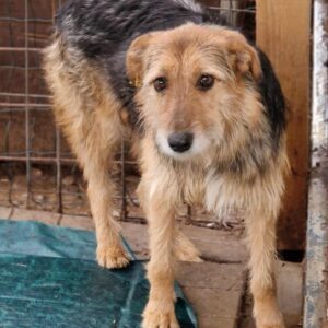 TRISCHY - vermisst 11/24