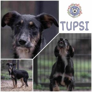 TUPSI in 99427 Weimar *vermittelt*