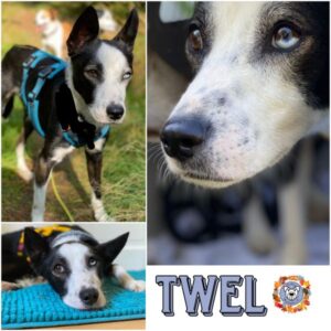 TWEL in 21521 Aumühle - vermittelt