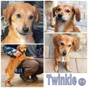 TWINKLE in 99636 Ostramondra *vermittelt*