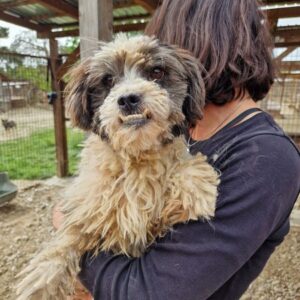 RALFI - vermittelt Alexandra